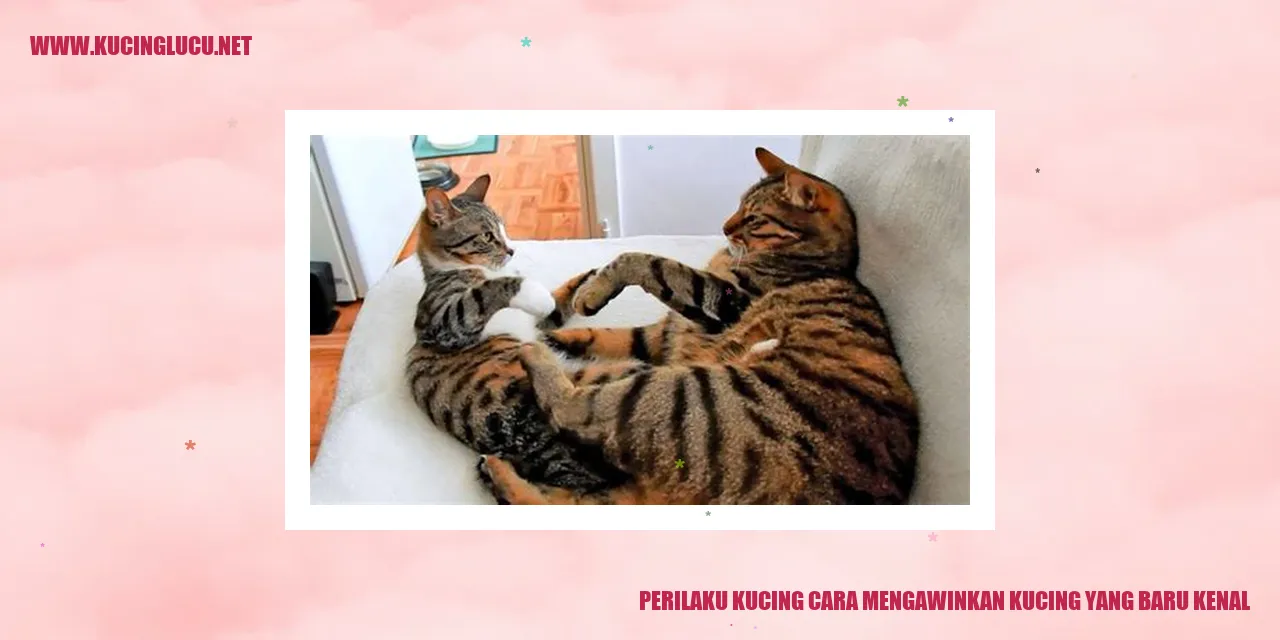 Kucing Sedang Mengawinkan