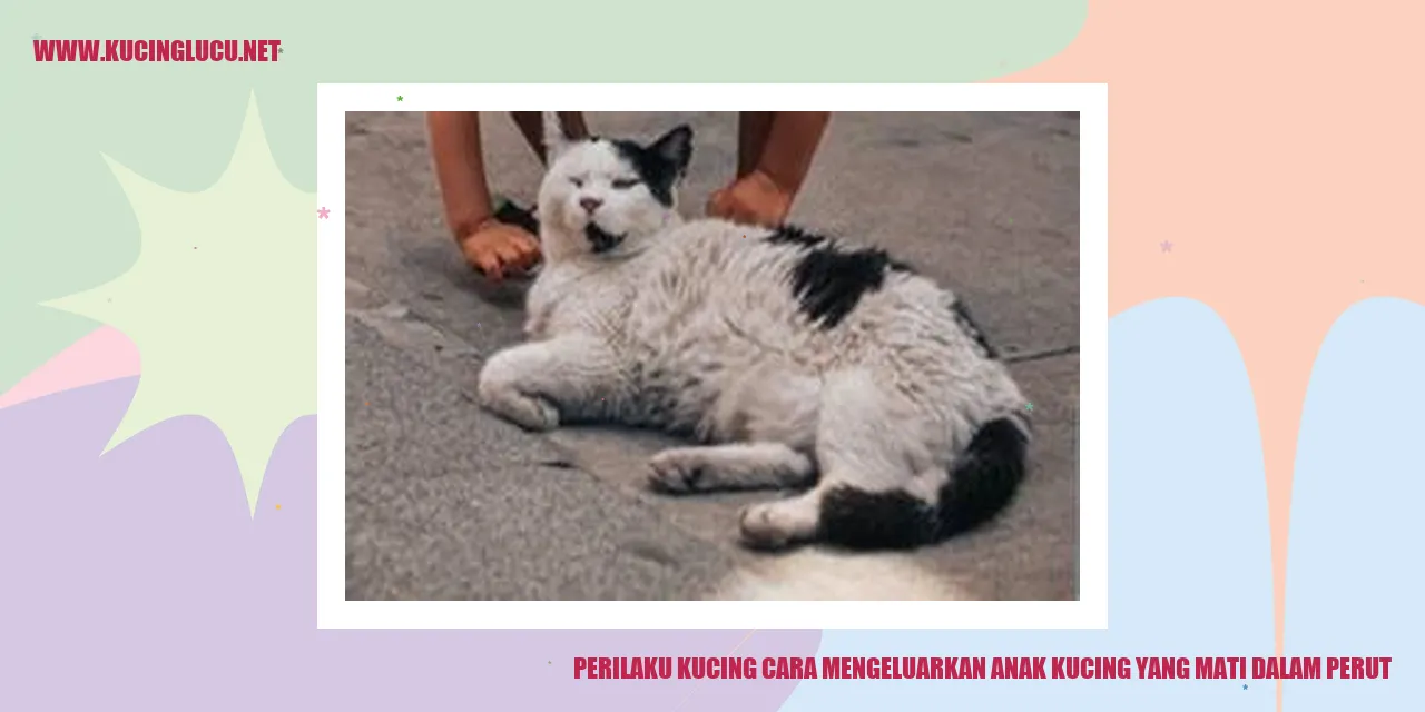 Perilaku Kucing Mengeluarkan Anak Kucing yang Mati dalam Perut