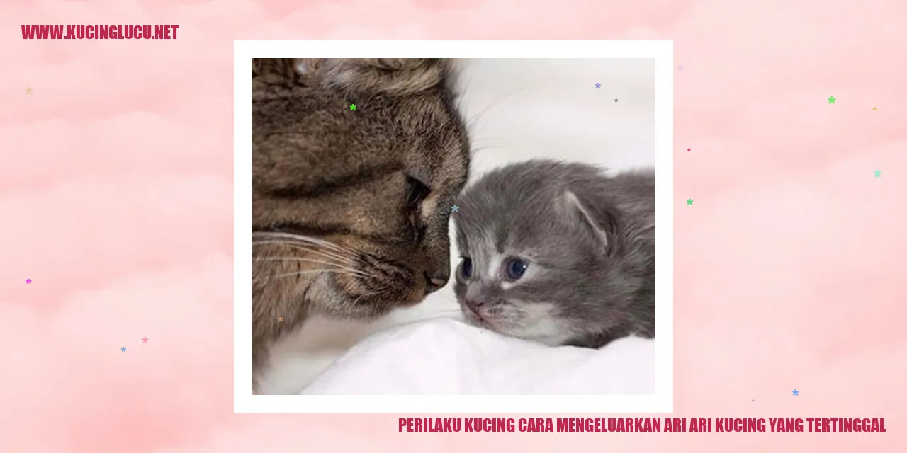 Perilaku Kucing dalam Mengeluarkan Ari-Ari yang Tertinggal