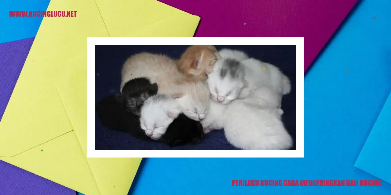 Perilaku Kucing dalam Mengeringkan Bulu