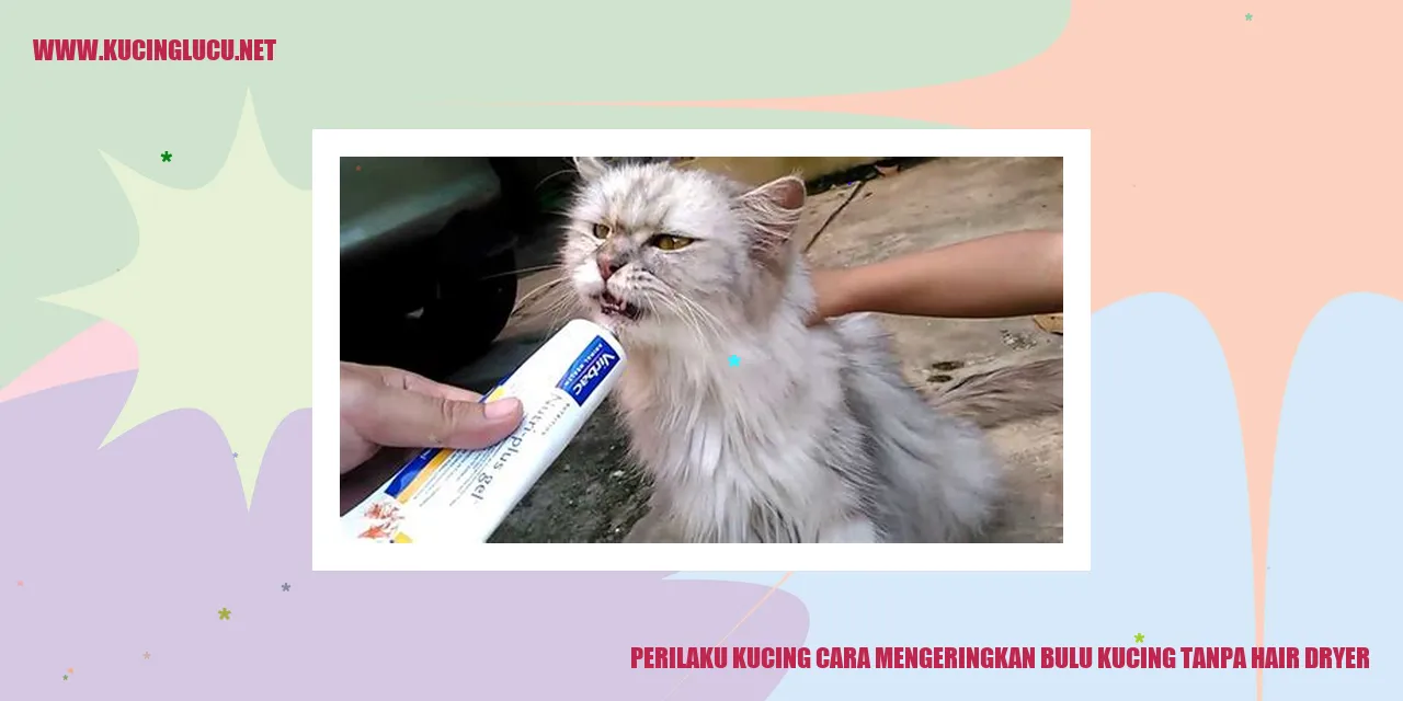 Kucing Mengeringkan Bulu
