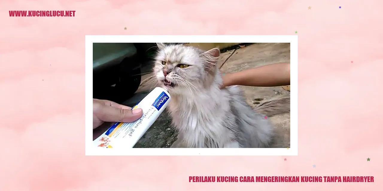 Kucing Mengeringkan Bulu