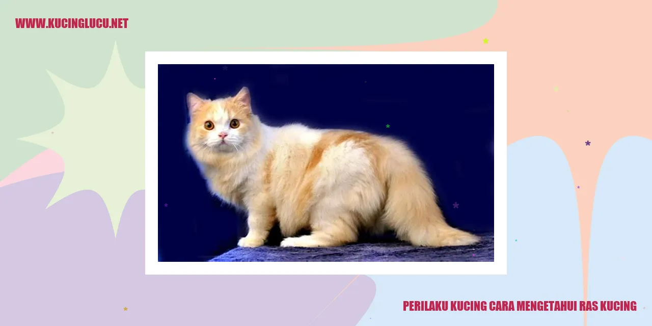Ilustrasi Kucing