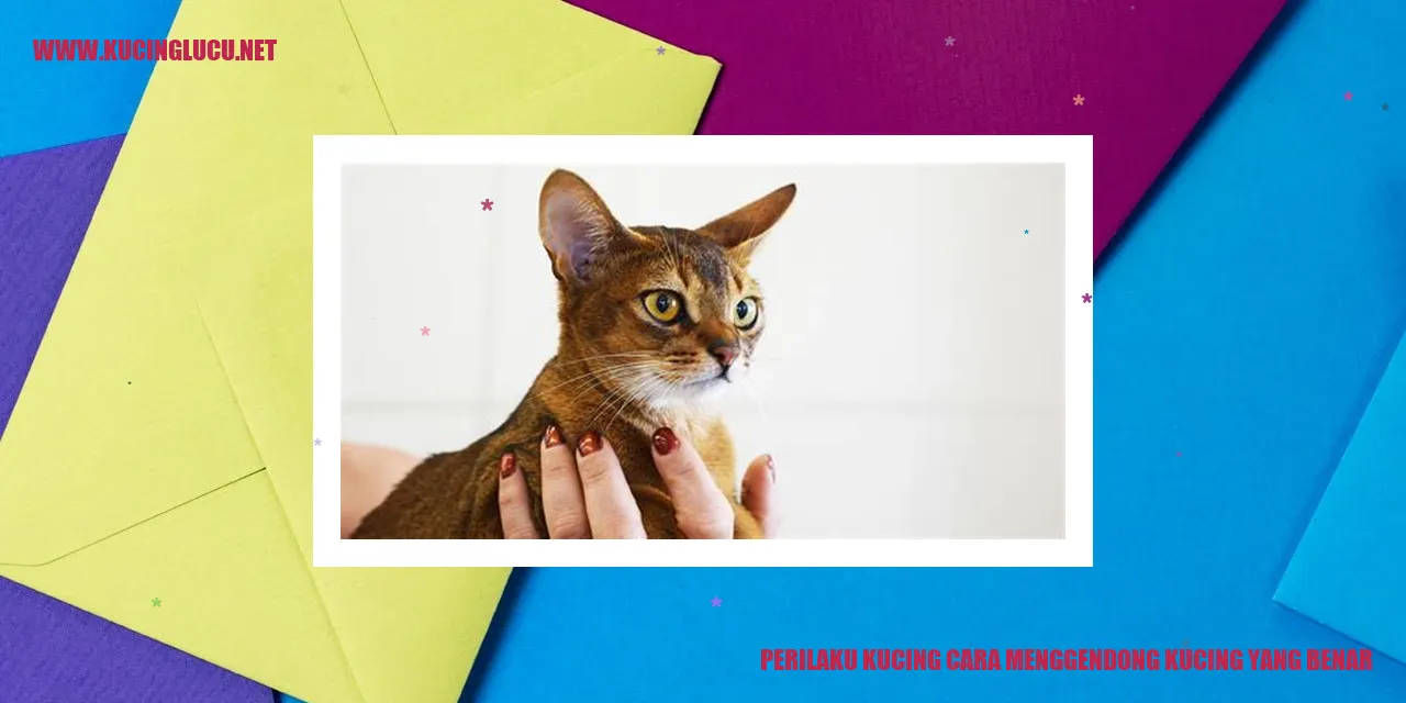 Perilaku Kucing: Cara Menggendong Kucing Yang Benar