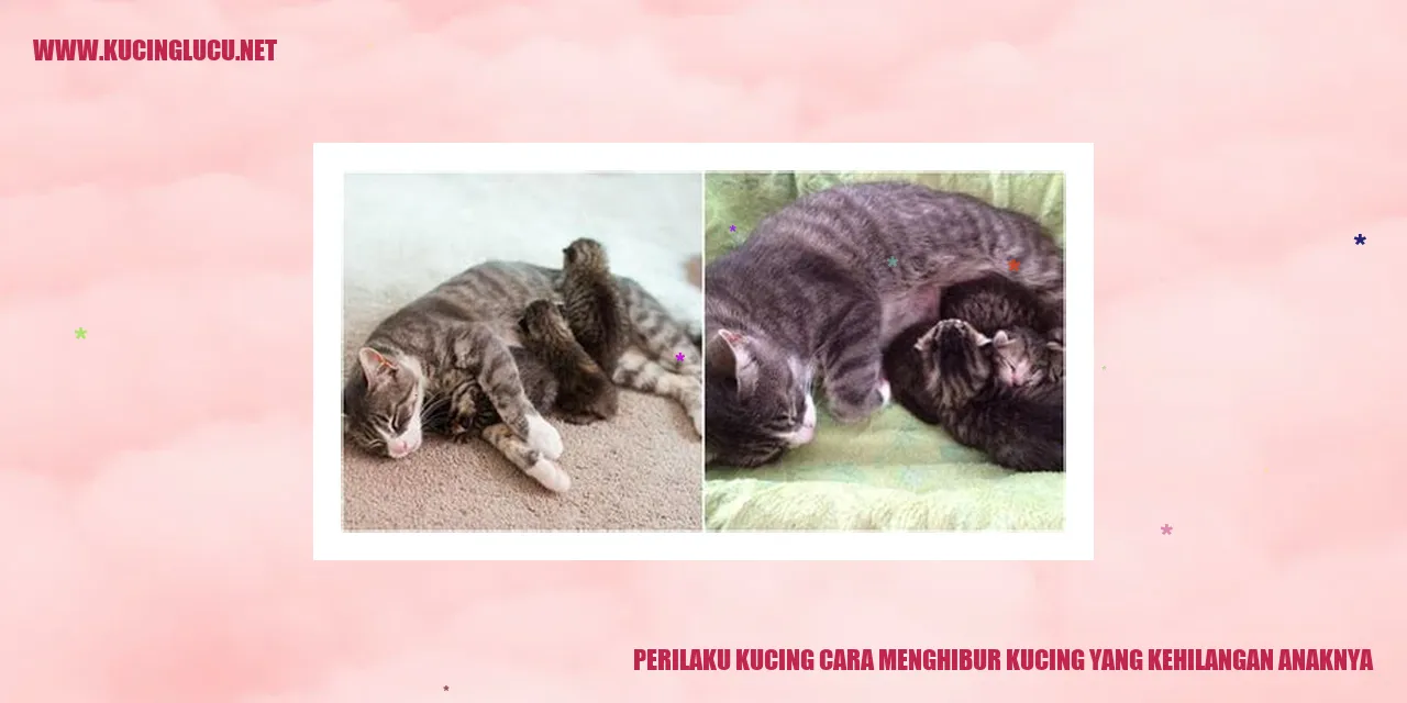 Perilaku Kucing