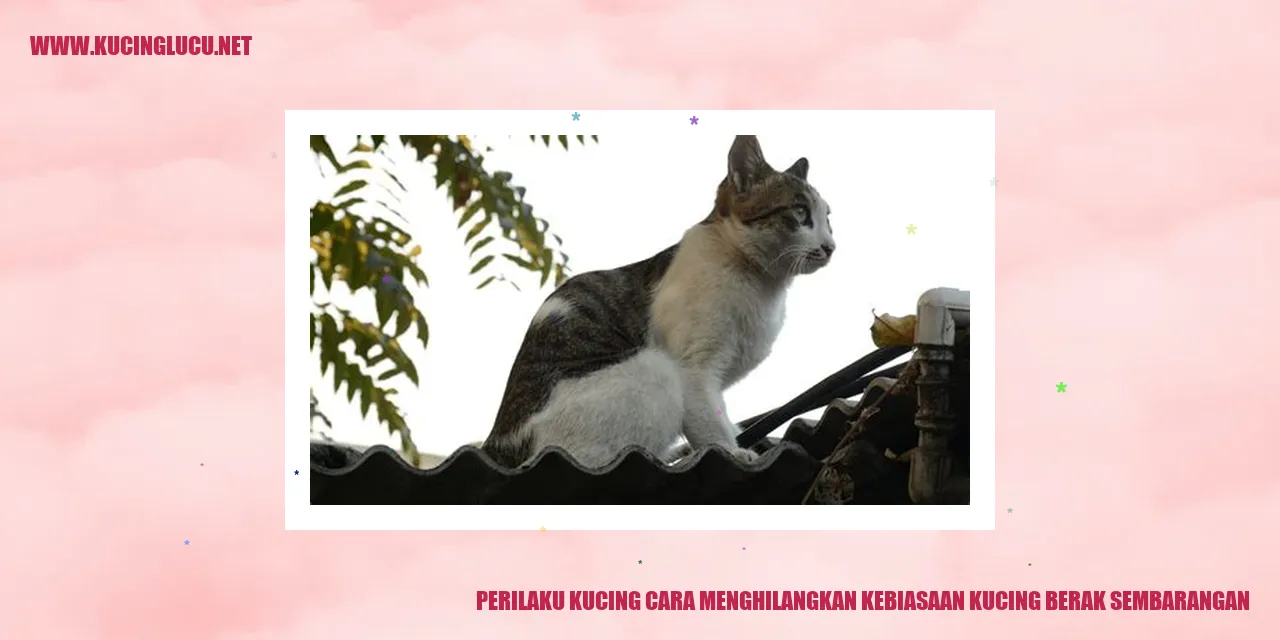 Ilustrasi Kucing Menggunakan Litter Box