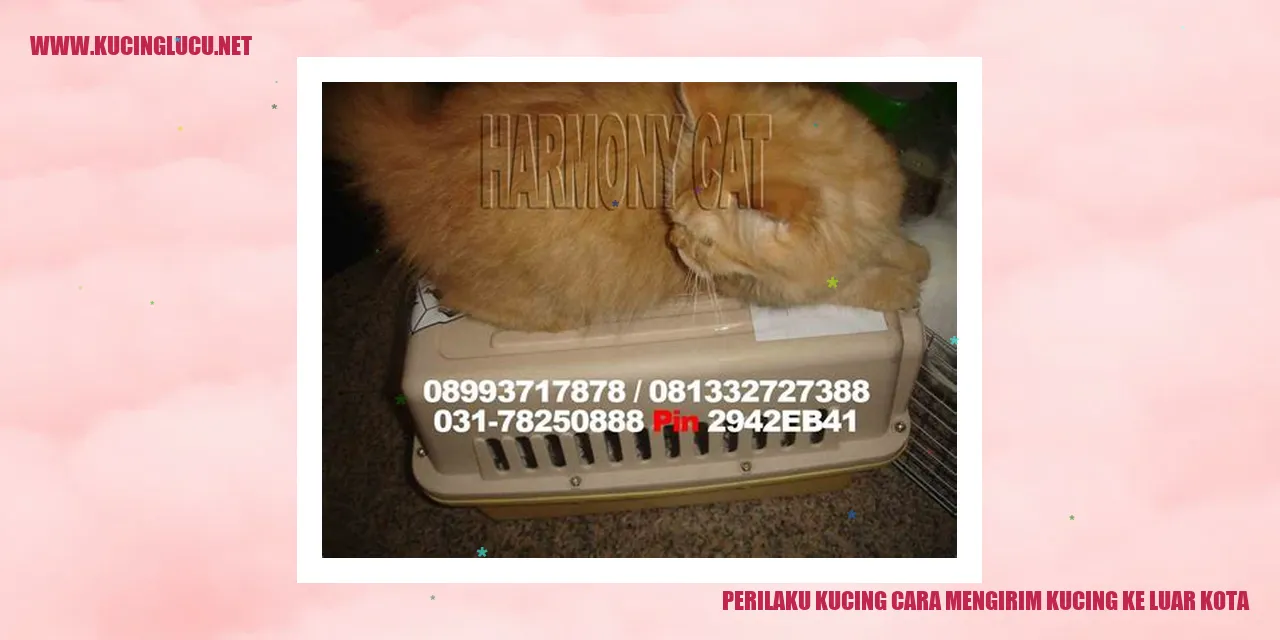 Perilaku Kucing dalam Mengirim Kucing ke Luar Kota