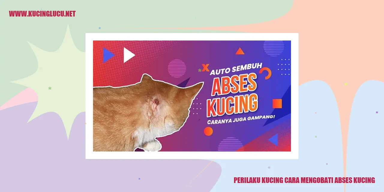 Kucing sedang menjilat luka