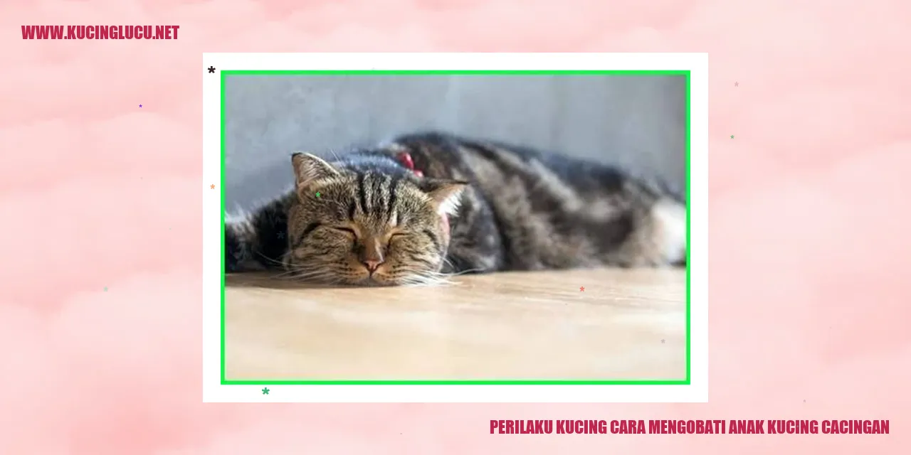 Kucing Mengobati Anak Kucing Cacingan