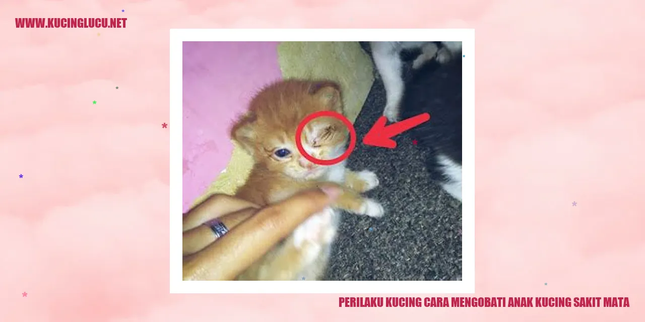 Perilaku Kucing cara mengobati anak kucing sakit mata