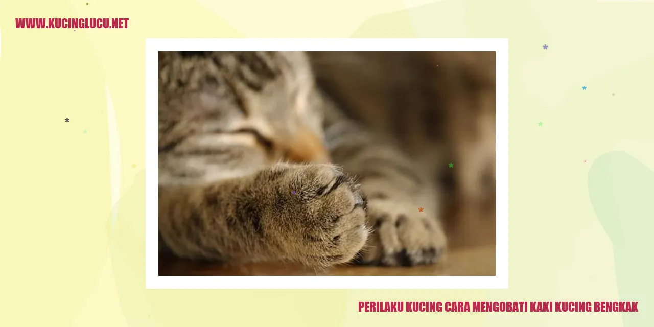 Perilaku kucing mengobati kaki kucing bengkak