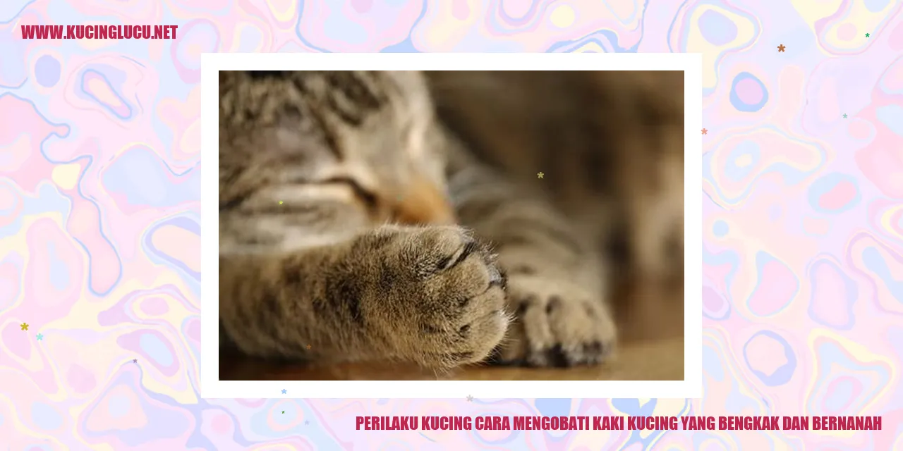 Kucing Mengobati Kaki Bengkak dan Bernanah