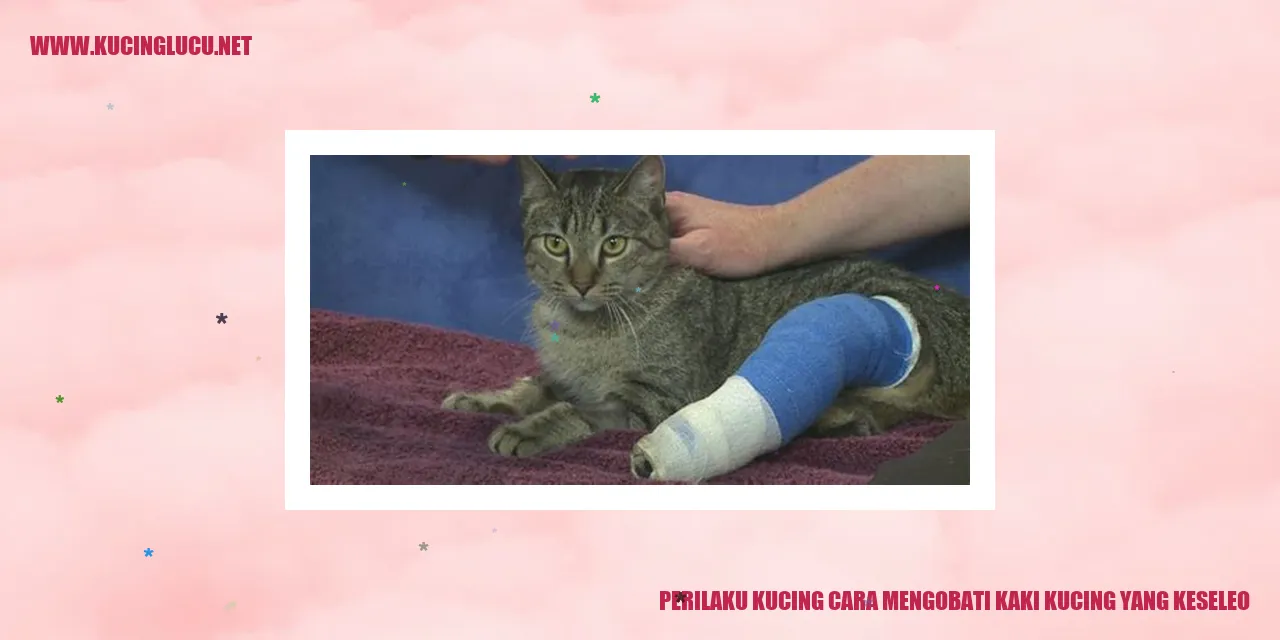 Kucing menjilat kaki kucing yang keseleo