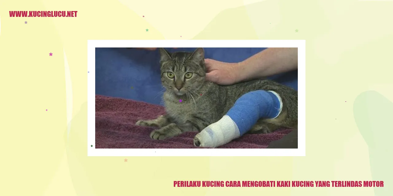 Kucing Merawat Kaki Terlindas Motor