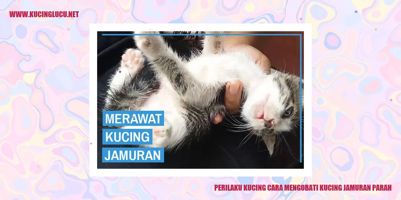 Gambar kucing mengobati kucing jamuran
