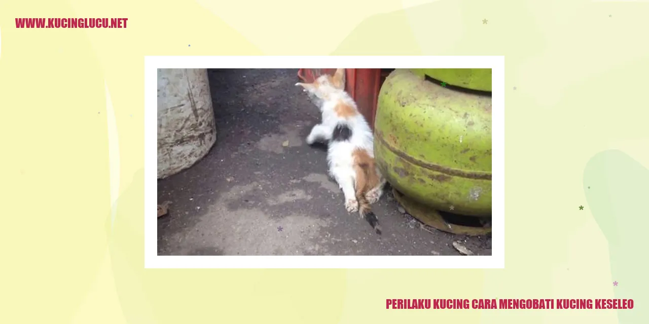 Gambar kucing mengobati kucing keseleo