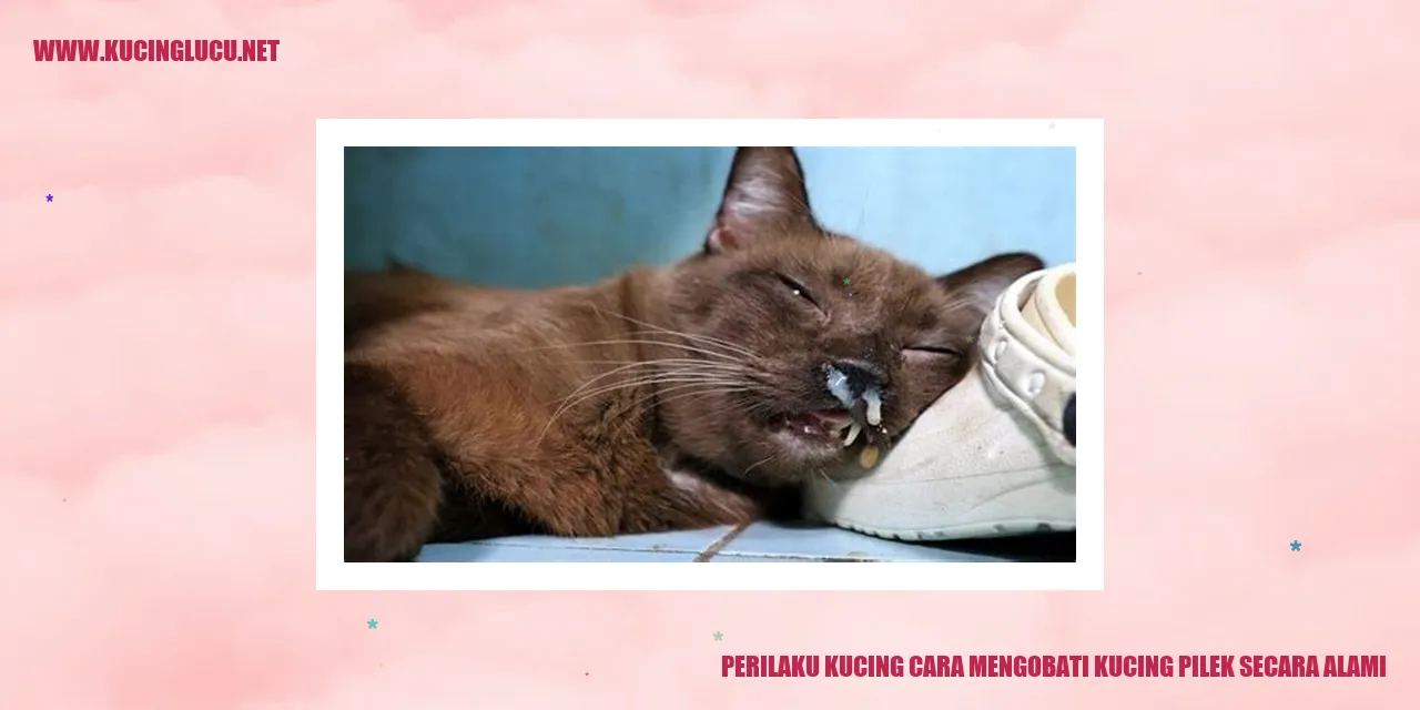 Perilaku Kucing