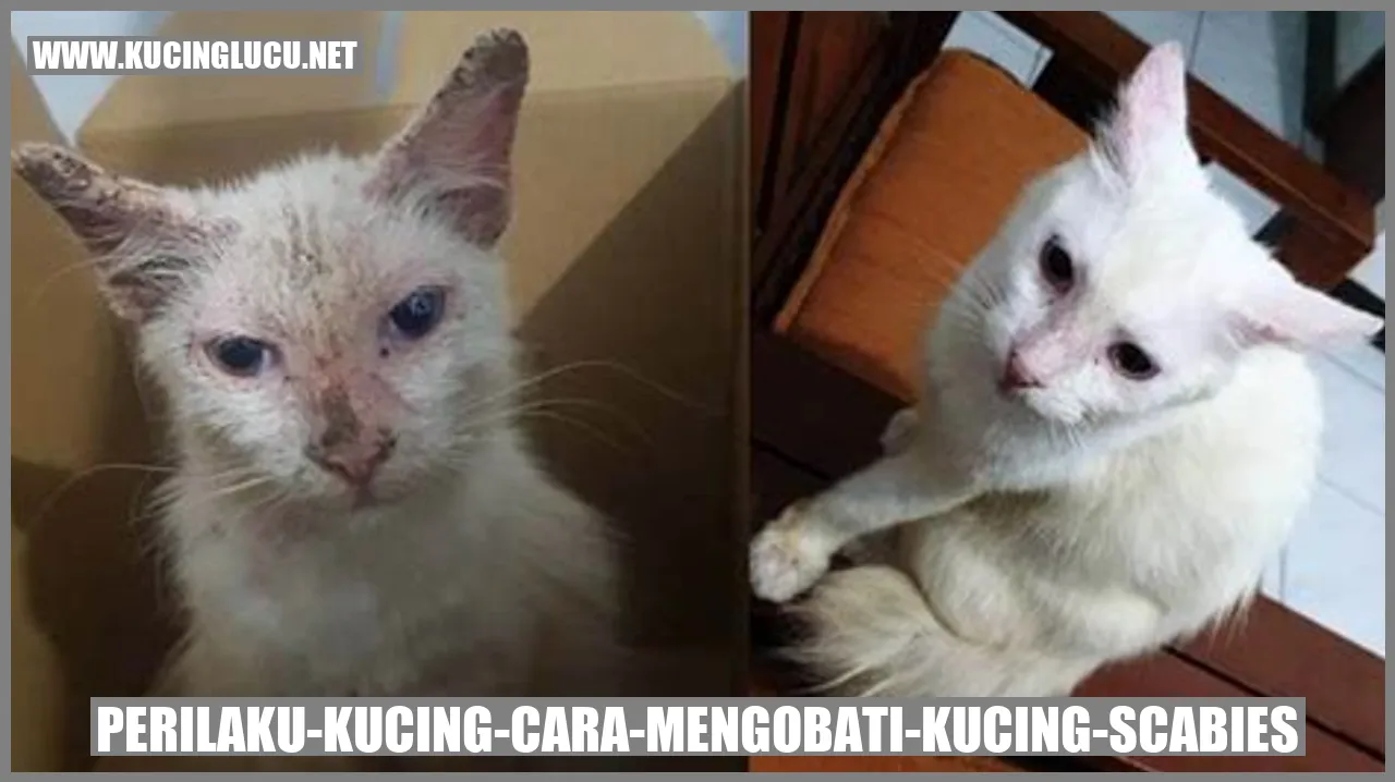 Gambar Kucing Scabies