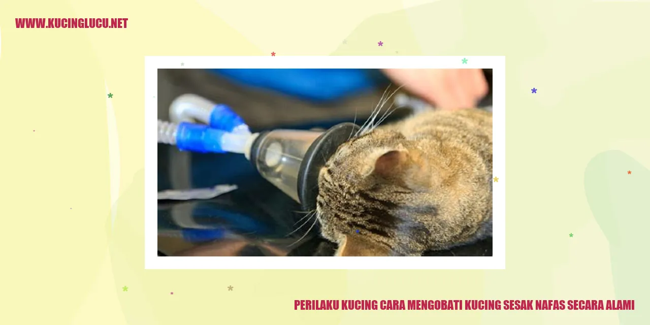 Kucing Mengalami Sesak Nafas