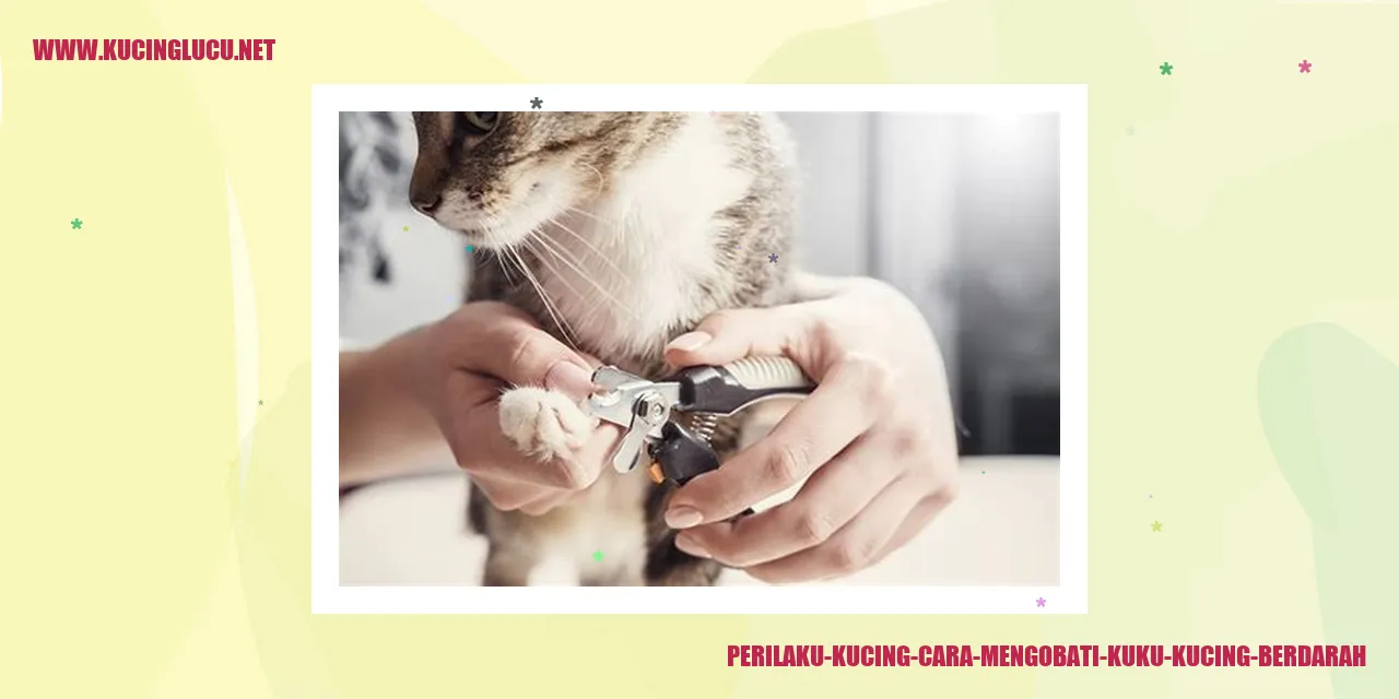 Perilaku Kucing Cara Mengobati Kuku Kucing Berdarah
