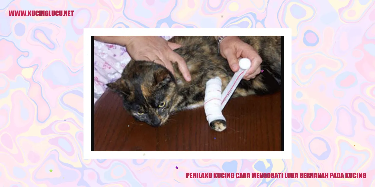 Perilaku Kucing cara mengobati luka bernanah pada kucing