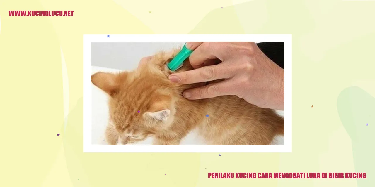 Kucing merawat lukanya