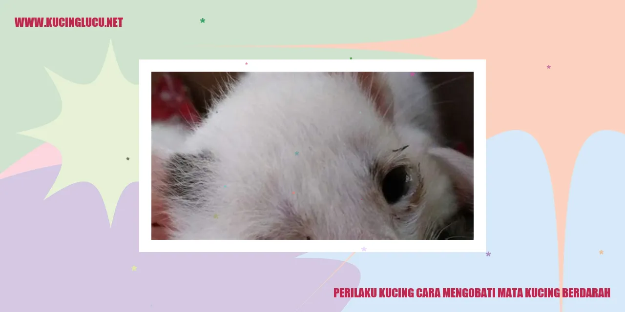 Kucing merawat mata yang berdarah