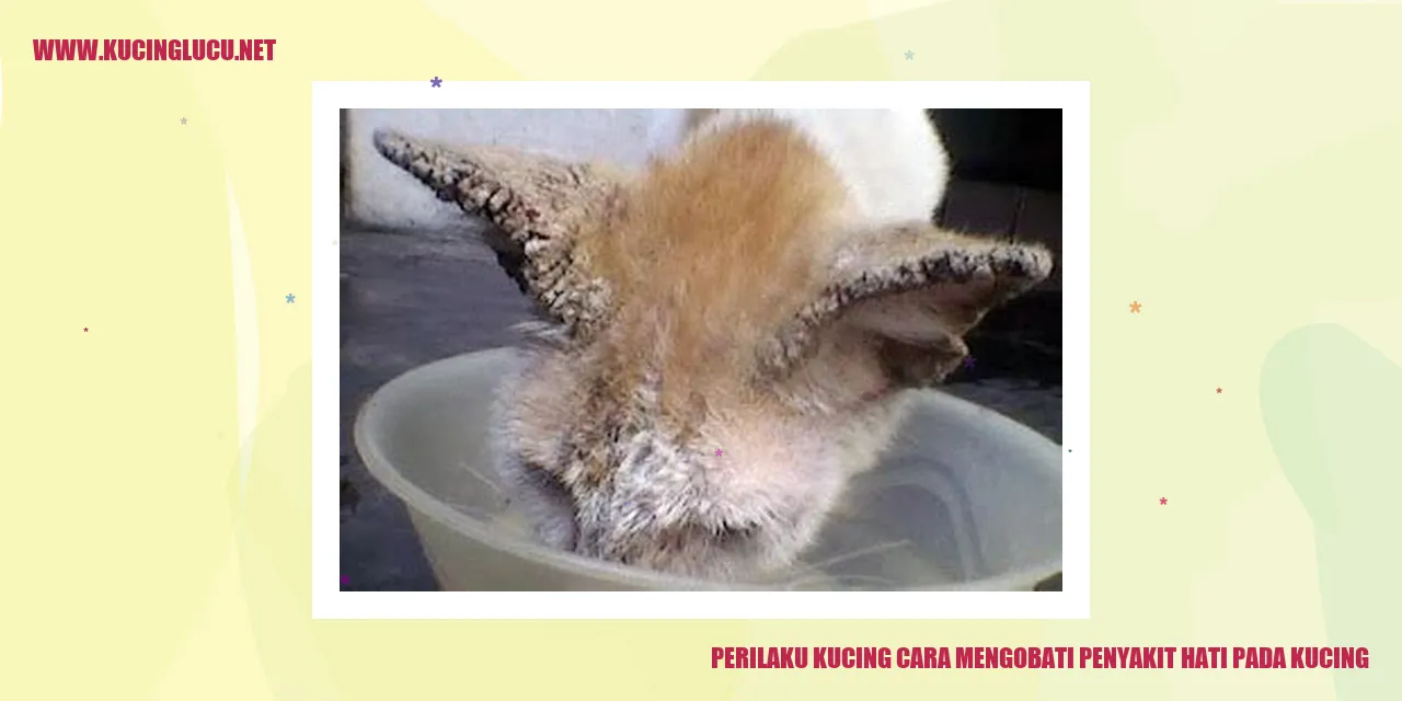 perilaku kucing