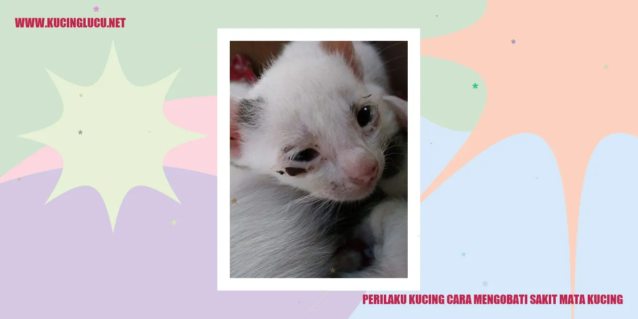 Gambar kucing
