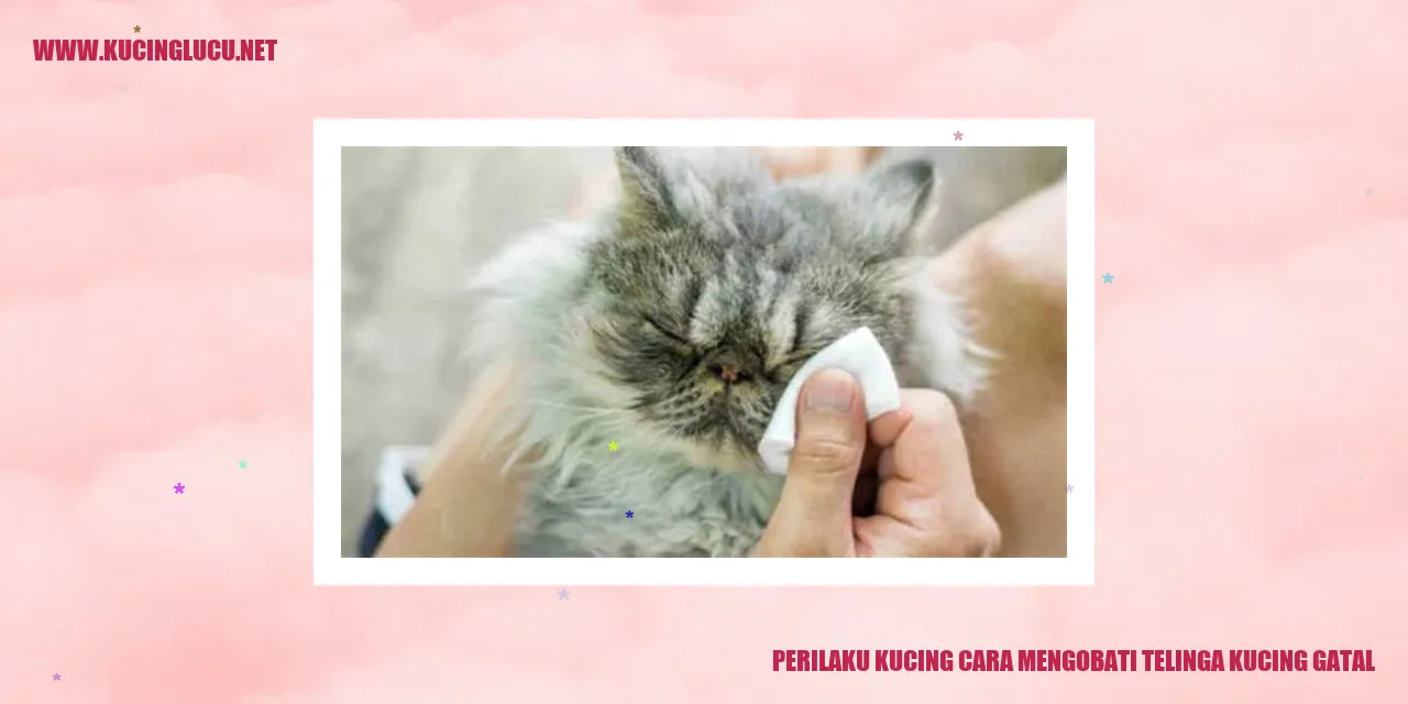 Perilaku Kucing Mengobati Telinga Kucing Gatal