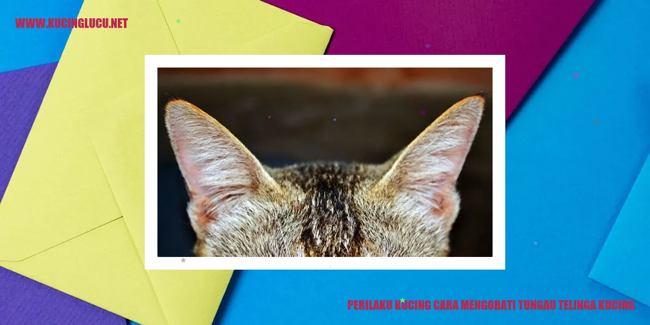 Kucing mengobati tungau telinga