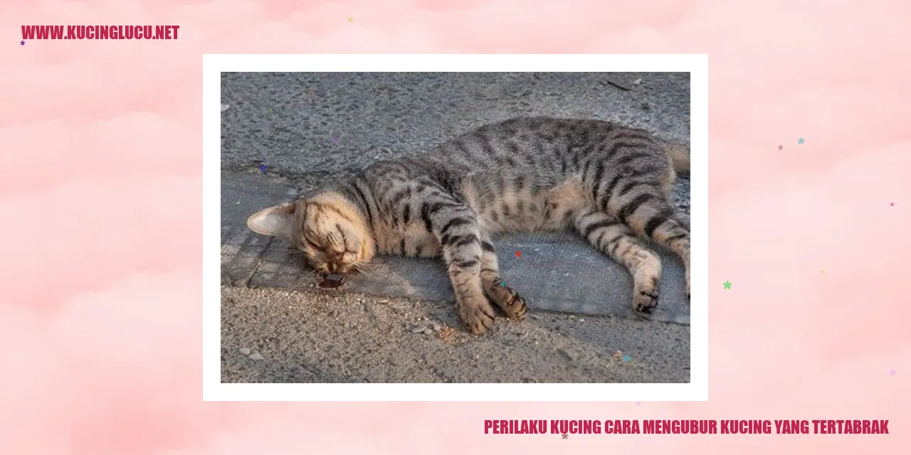 Perilaku Kucing cara mengubur kucing yang tertabrak