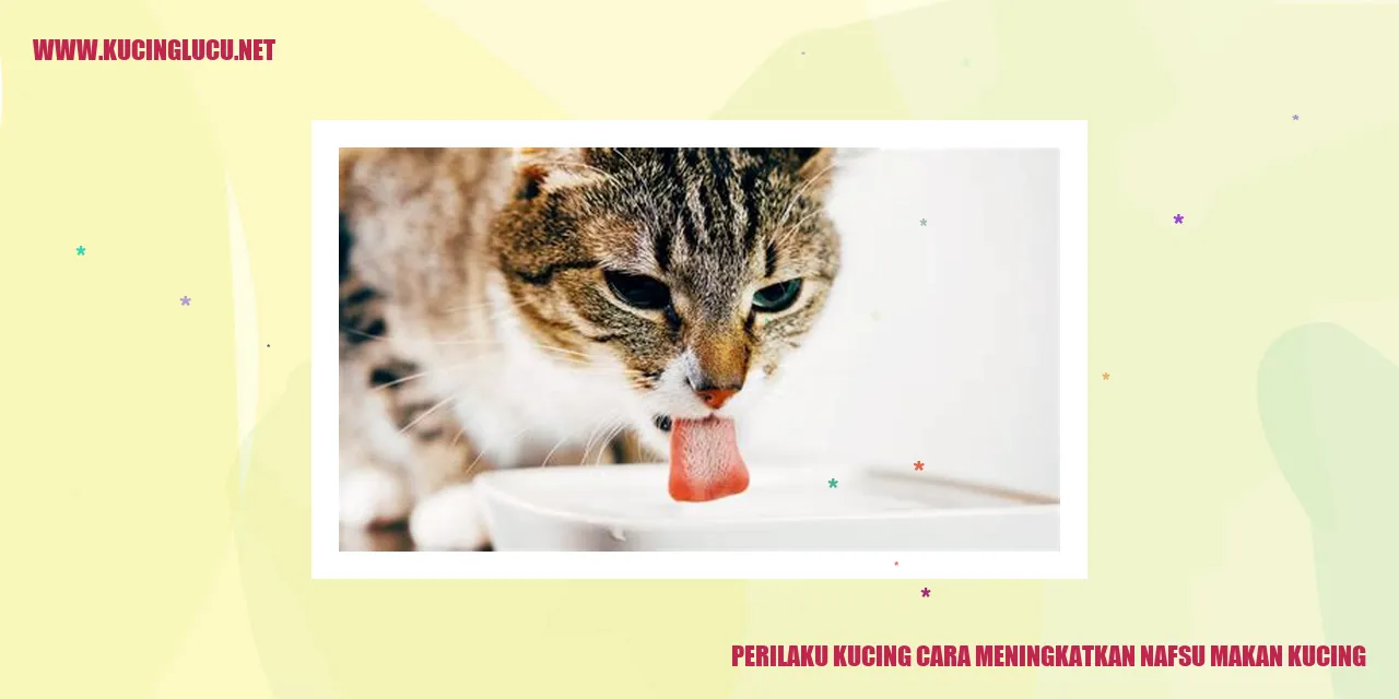 Gambar Kucing yang Sedang Makan