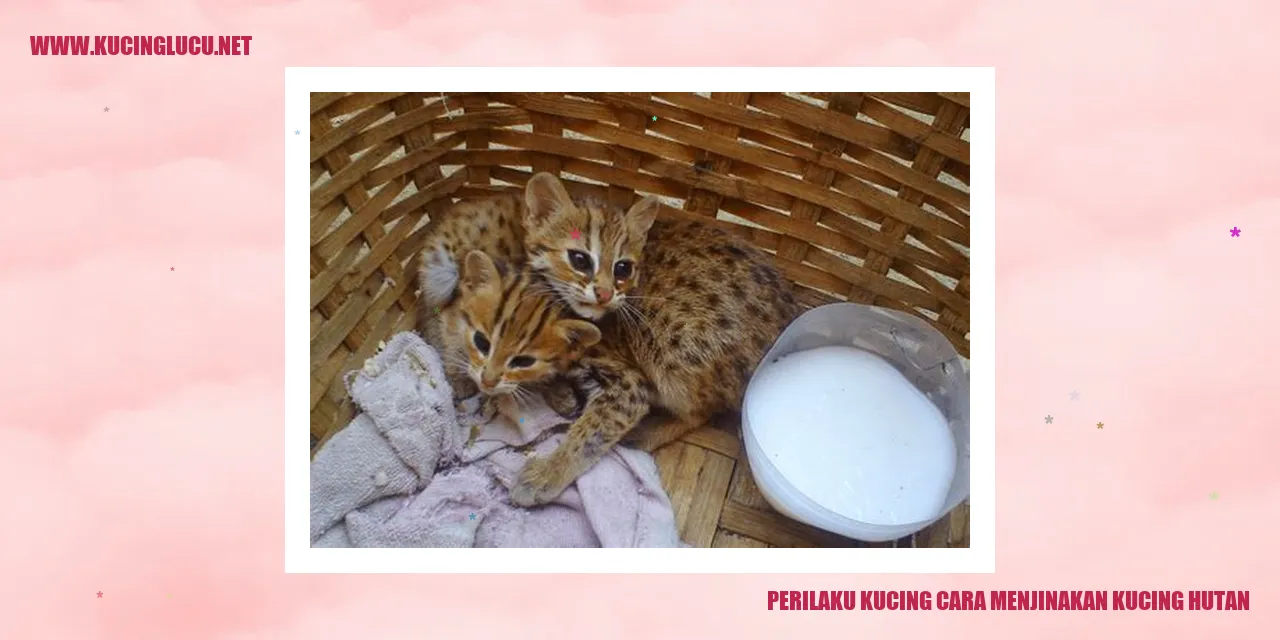 Potret kucing rimba
