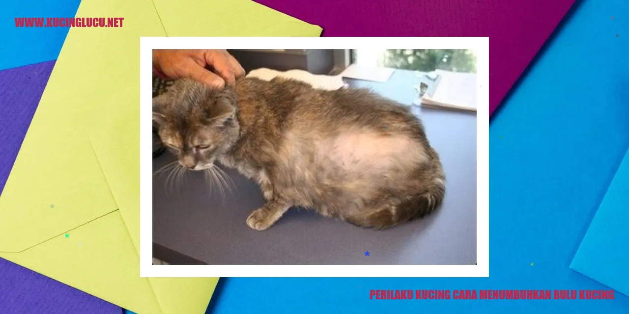 Perilaku Kucing cara menumbuhkan bulu kucing