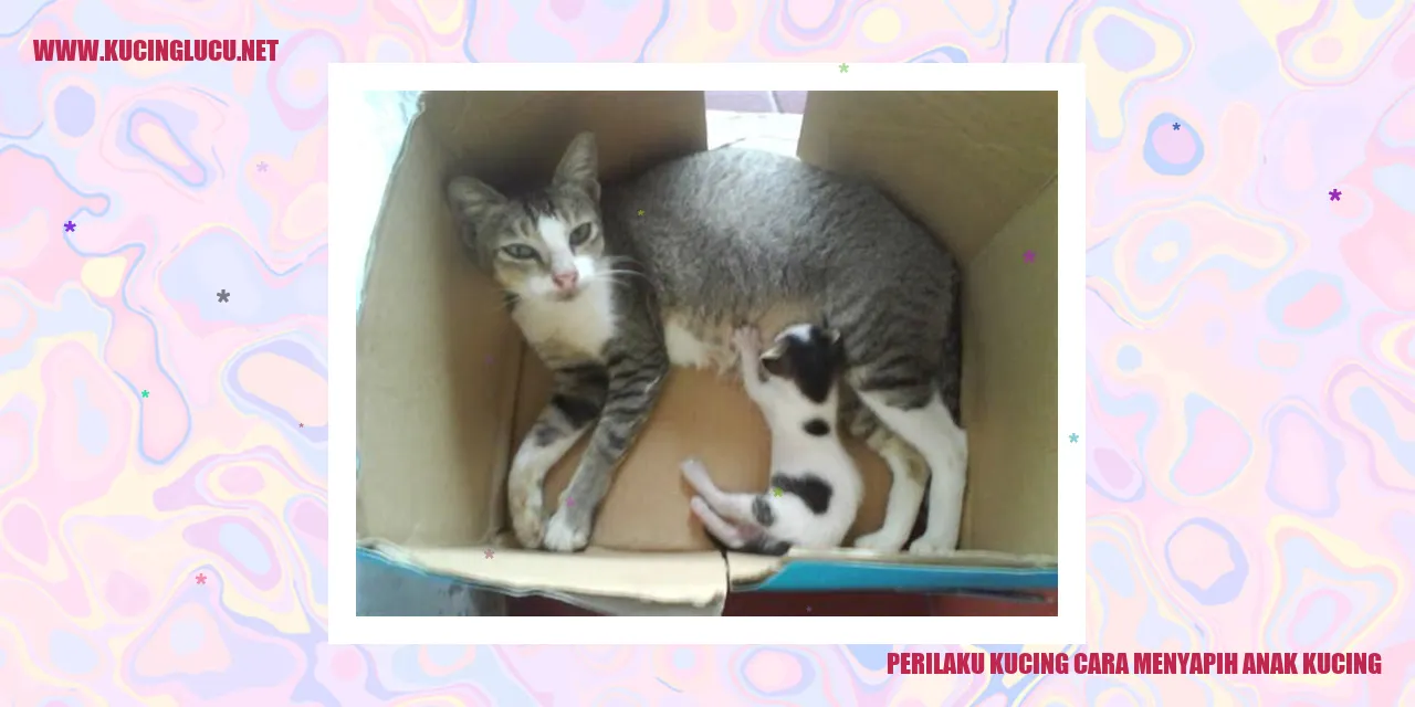 Gambar Kucing Menyapih Anak Kucing