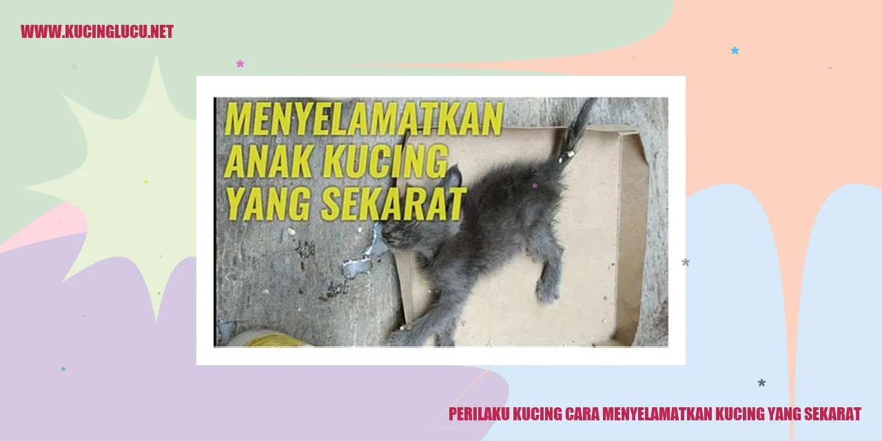 Gambar Kucing Sedang Menderita