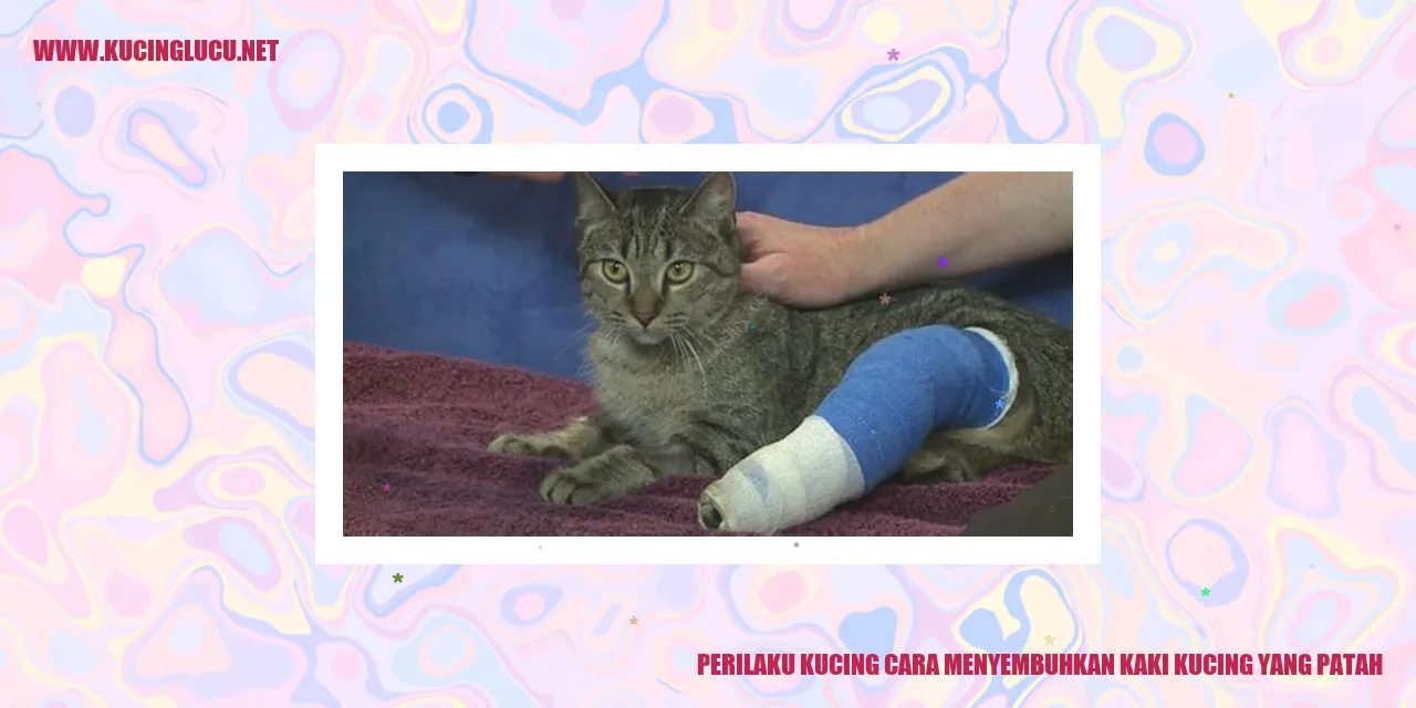 Kucing sedang memulihkan kaki yang terluka