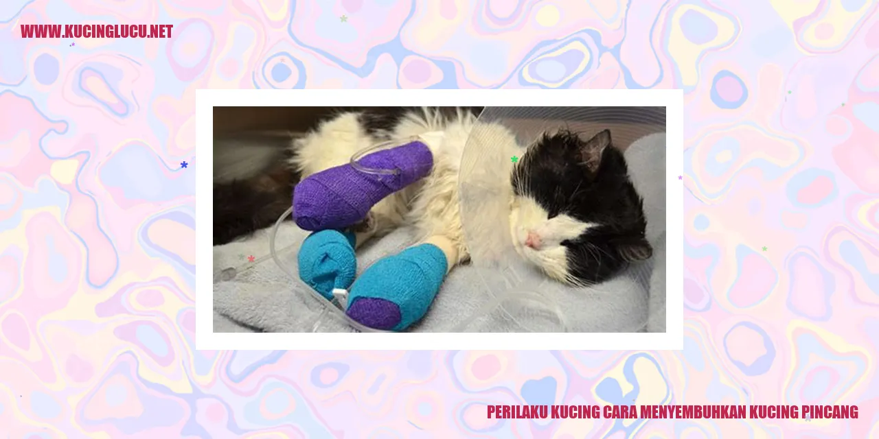 Kucing yang Pincang