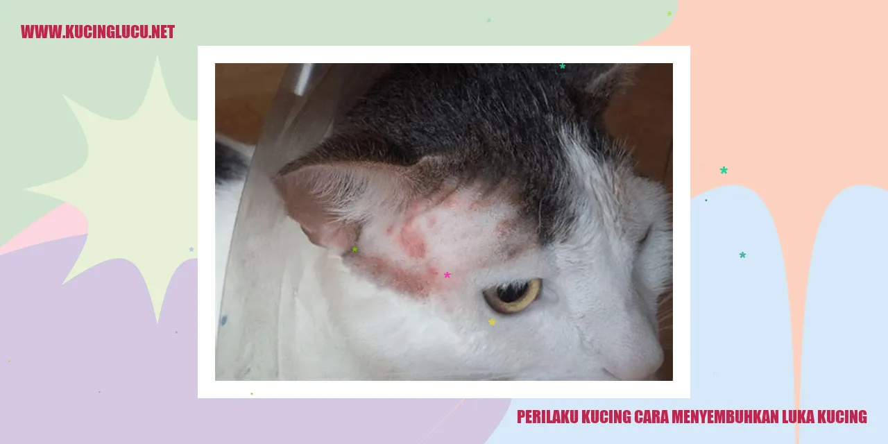 Kucing menjilat luka