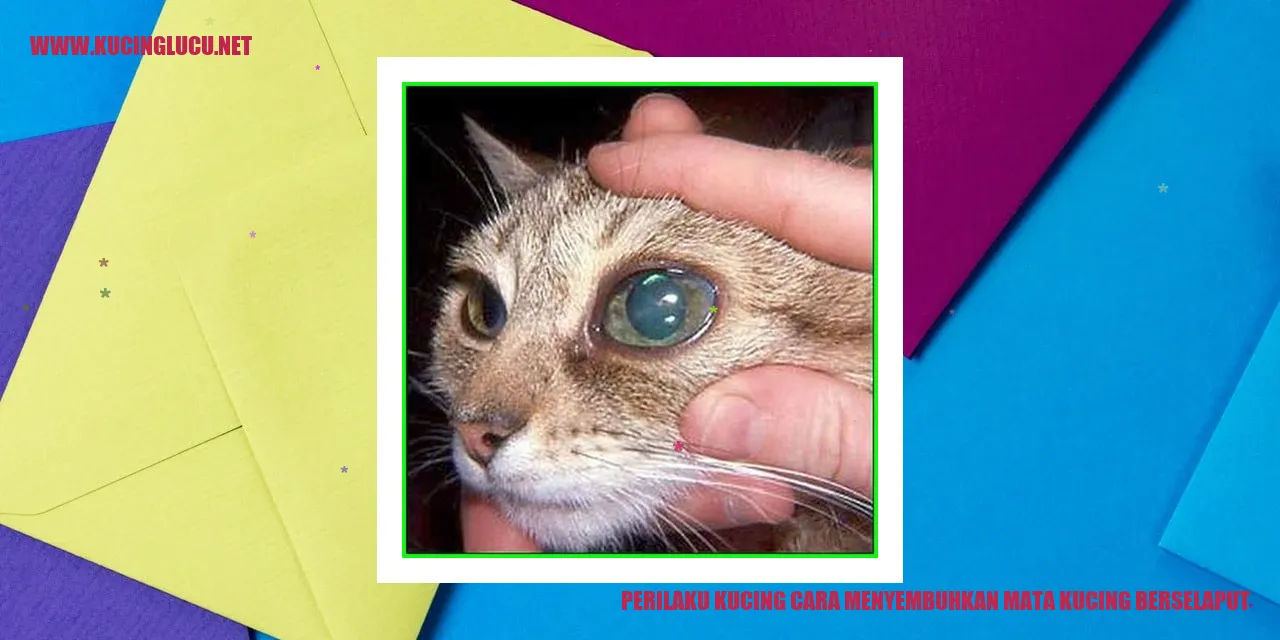 perilaku kucing