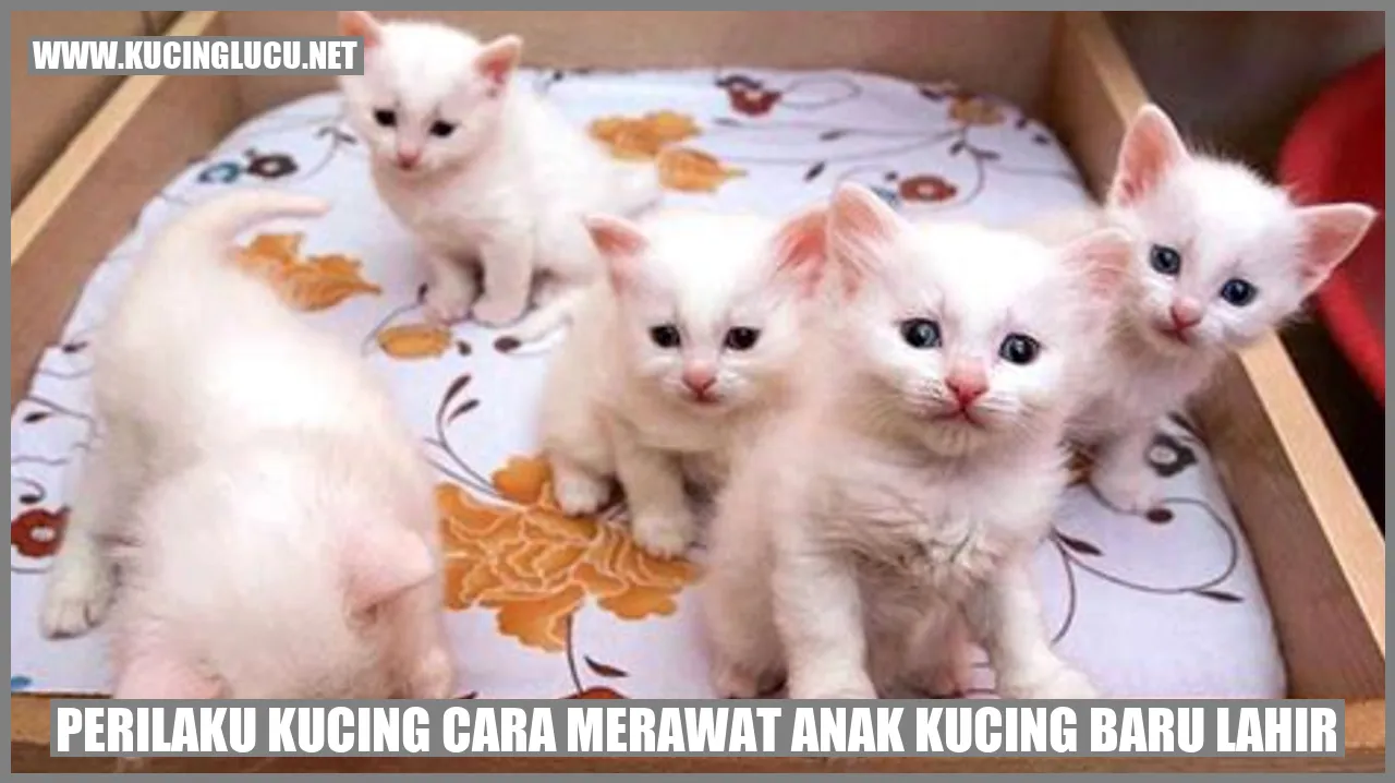 Gambar Anak Kucing Baru Lahir