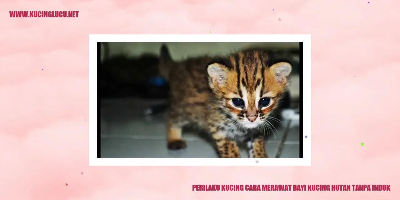 Perawatan Bayi Kucing Hutan