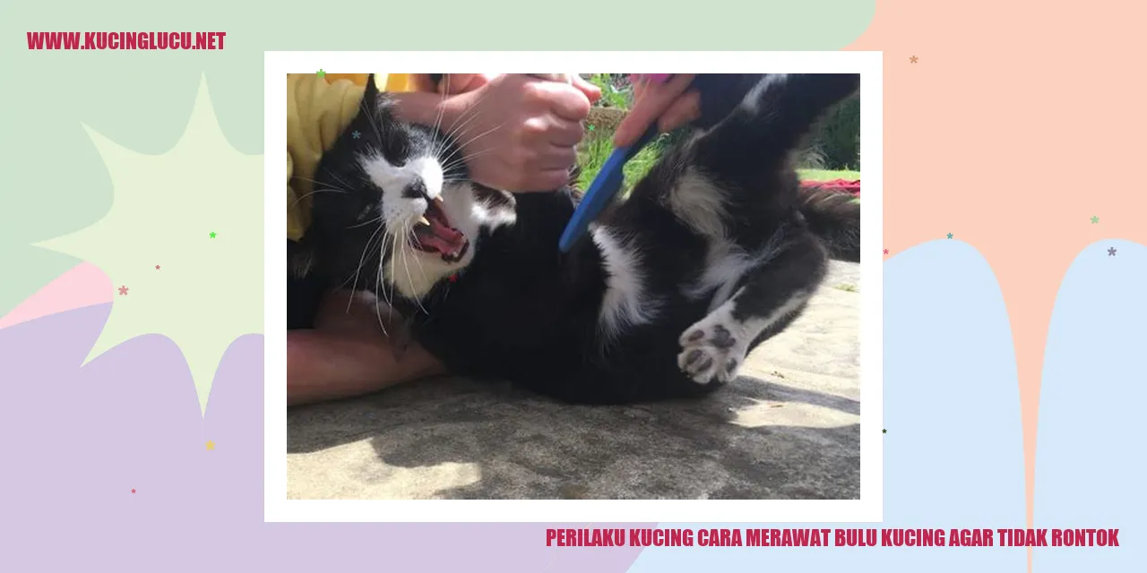 Kucing dengan bulu yang sehat