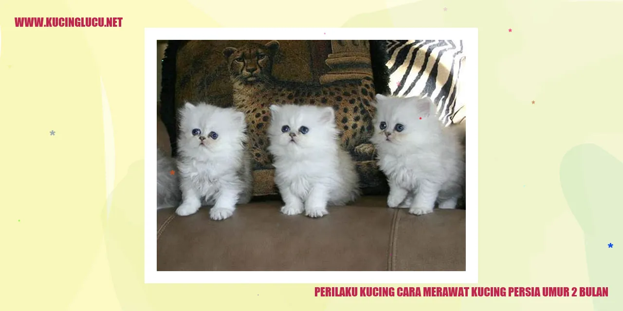 Perilaku Kucing Persia Umur 2 Bulan