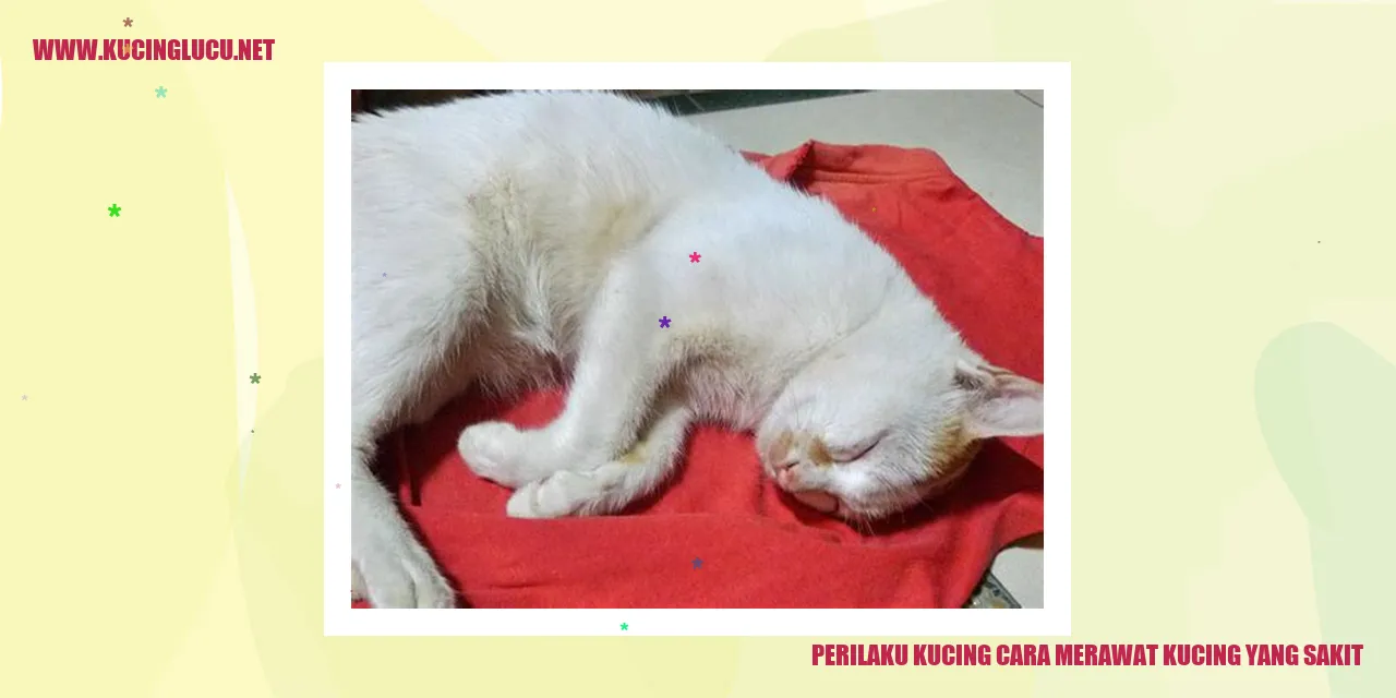 Gambar kucing yang sedang dirawat sakit