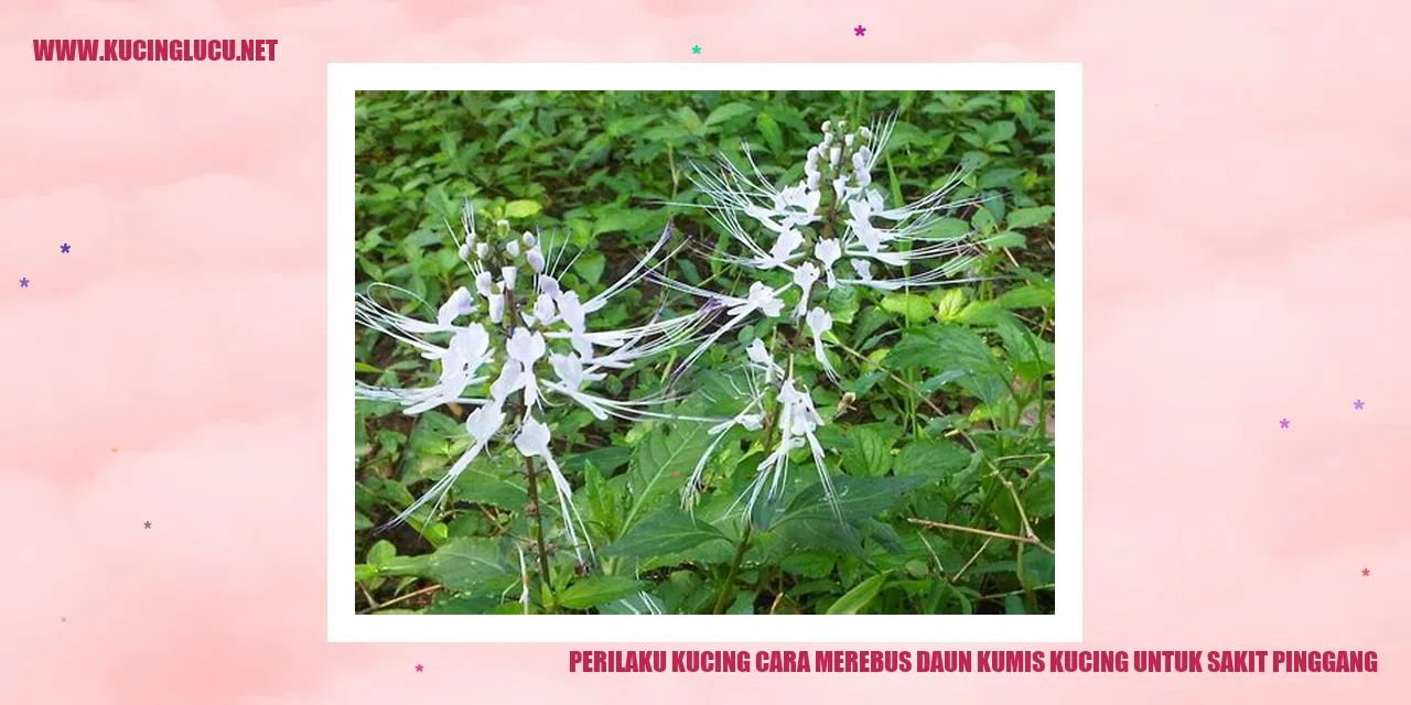 Ilustrasi Kucing Menggunakan Daun Kumis Kucing
