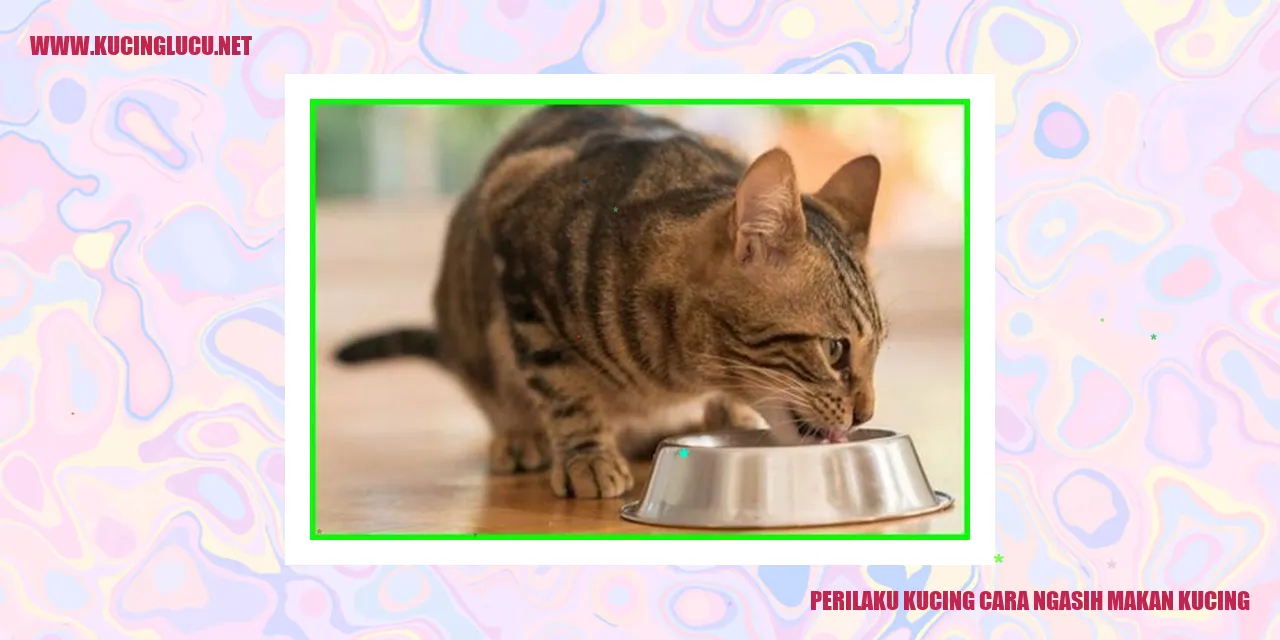 Perilaku Kucing