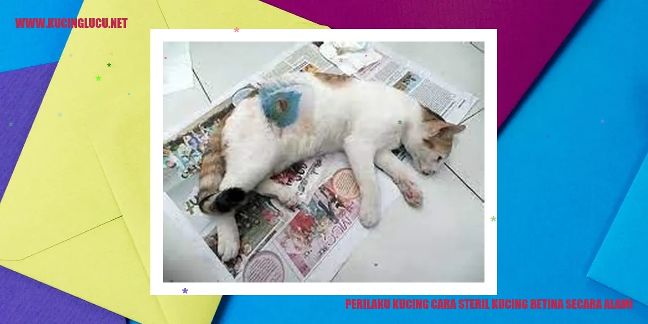 Kucing Betina