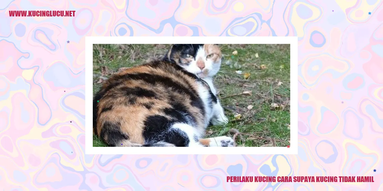 Gambar Kucing